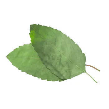 Common Dried Tulsi Leaves